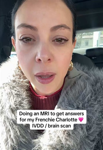 Understanding IVDD in French Bulldogs: MRI Insights