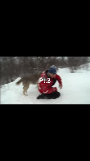 Collecting Steve Backshall fans day 2/60 #stevebackshall #deadly60 #viral #clips #xyzabc •\tWolves are also called gray wolves (Canis lupus). \t•\tThey are the largest wild members of the dog family (Canidae). \t•\tWolves once lived across North America, Europe, Asia, and the Middle East. Social Behavior \t•\tWolves live in packs, usually with 5–10 members. \t•\tA pack is typically a family: parents and their offspring. \t•\tThey communicate using howls, body language, facial expressions, and sc