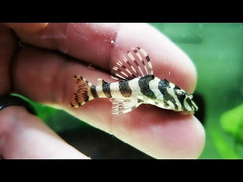 UNBOXING MY NEW L134 LEOPARD FROG PLECOS! And first look at their tank setup & my fishroom!