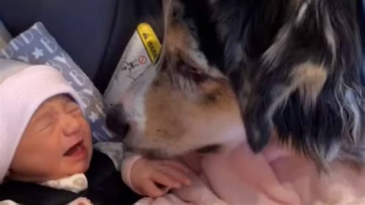 Hütehund sieht das Baby zum ersten Mal: Seine Reaktion berührt jeden