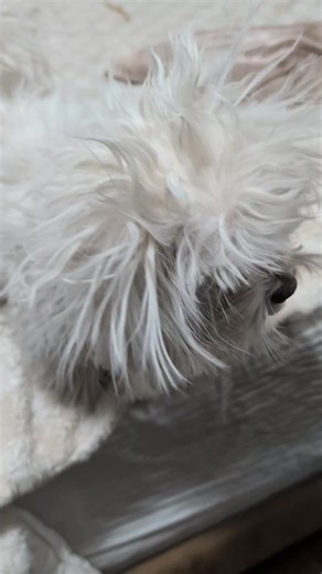 Maltese Dog's Shocking Electric Socket Incident