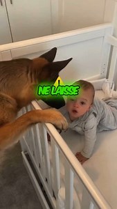 🚫👶🐶 TOP 3 des races de chiens les MOINS ADAPTÉES aux ENFANTS ! Certaines races ne sont tout simplement pas faites pour vivre avec des petits… Voici lesquelles : 👇 . 1️⃣ Chihuahua – Petit mais explosif 😡 Hyper jaloux, nerveux et parfois agressif, surtout s’il se sent menacé. Il peut mordre s’il est dérangé, même par un enfant. . 2️⃣ Shar Peï – Beauté mais caractère compliqué 😐 Très indépendant et parfois imprévisible. Il peut avoir du mal à tolérer les gestes brusques des enfants, surtout s