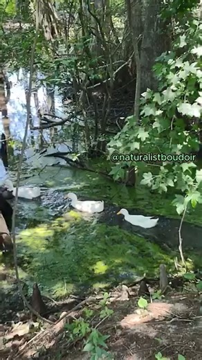 NATURE IS IN OUR NAME!! #NaturalistBoudoir Cabins is in the middle of nature. From secluded cabins, tiny homes and houses to a functioning ranch. Enjoy all the peace and quiet you need when you want to get away from it all. Get reacquainted with nature, book your staycation now. Message us here or contact Alina at 409-351-5699 Cabin’s & Availability Below https://airbnb.com/h/naturalistboudoir https://airbnb.com/h/naturalist-boudoir-too https://airbnb.com/h/naturalistboudoir-on-point https://air