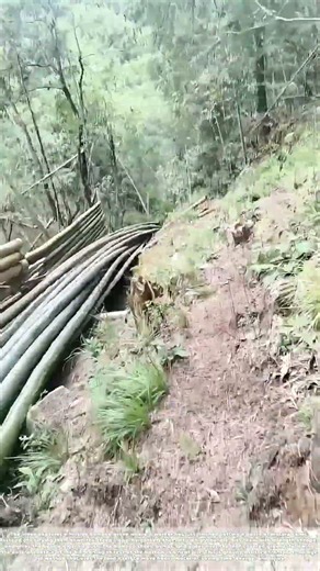 Sliding the Stalks: How a Slope Turns Cut Bamboo into a Self-Delivering Bundle