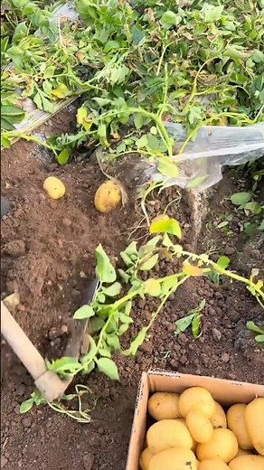 Planting Yakun Gold potatoes Tutorial #agriculture #farming #shorts