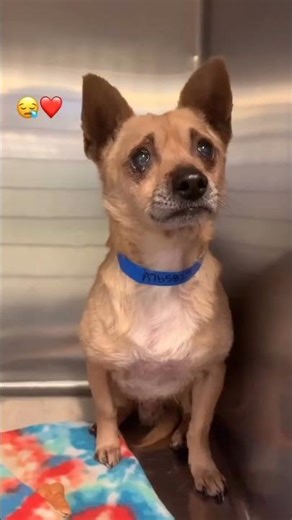 #america #dog Bingo, a loyal companion at six, finds himself abandoned at an animal shelter.