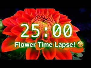 25-Minute Timer with Music | Stunning Flower Bloom Time Lapse for Classroom Focus | Spring Timer