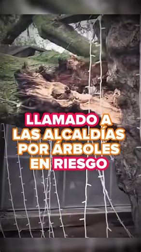 161 reactions · 28 shares | Llamado urgente a las alcaldías municipales para identificar y caracterizar los árboles en riesgo con el fin de prevenir emergencias como el árbol caído en el Parque de la Libertad y proteger la seguridad de la comunidad. | Carder Risaralda | Facebook