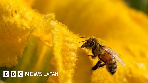 人類のせいで「動植物100万種が絶滅危機」＝国連主催会合 - BBCニュース