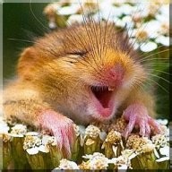 Interesting video for introverts :)