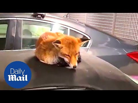Adorable fox sleeps on top man's car and refuses to move