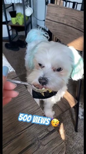 He woke up to a surprise! #comedy #pets #shorts