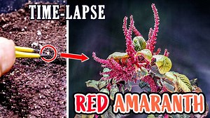 Amaranth time-lapse: 95 days from seed to stunning flowers