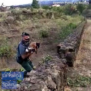 ANIMAL RESCUE: Farm animals were evacuated from the area around an active volcano on the island of La Palma in Spain. About 5,000 people have been evacuated since the volcano erupted on Sunday. | CBS Evening News