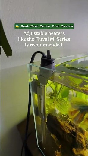 Must-Have Betta Fish Basics 🐠 | Beginner Care Tips