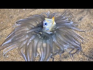 How Sea Anemones Eat Fish