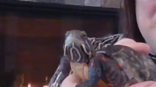 Center for Wildlife: Lotus the eastern painted turtle