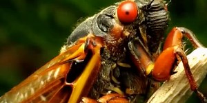 Are cicadas harmful to pets?