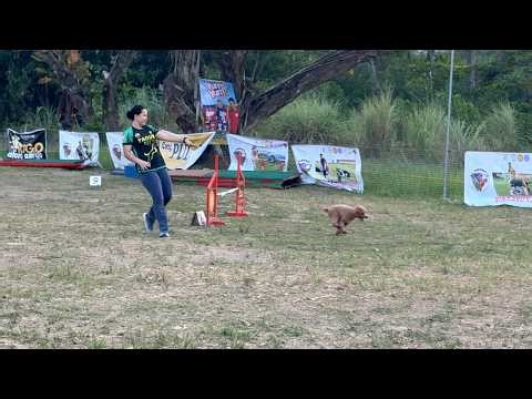 Mini Poodle AGILITY PERFORMANCE