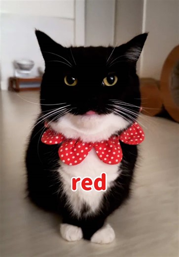 Maxwell the Cat's Colorful Equation