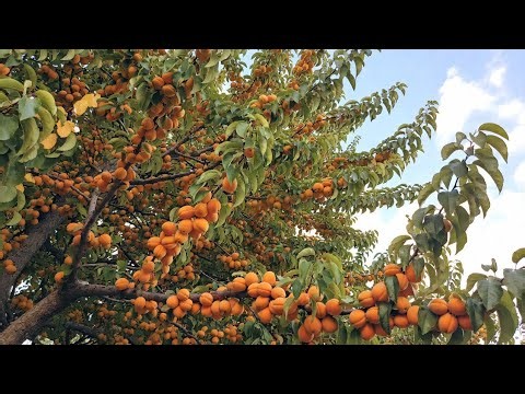 🌳🍑 How I Can Grow Apricot at Home | Easy Step-by-Step Guide 🍑🌳