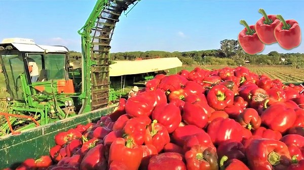 Unlock the Secrets Behind Massive Bell Pepper Harvests