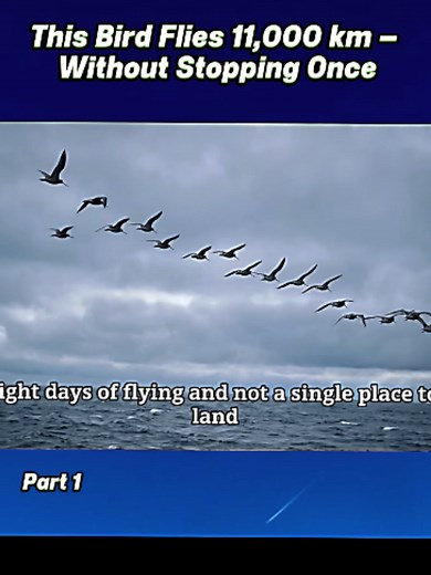 Godwit Flies 11,000 km Non-Stop!