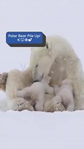 This is absolutely breathtaking! #InternationalPolarBearDay | The Pet Collective