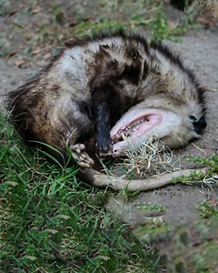 Why do people call them tick vacuum cleaners? | Crazy Creatures