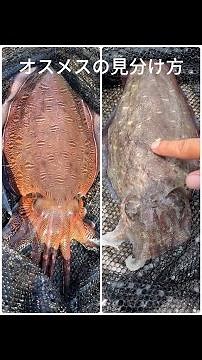 コウイカ の見分け方 オスメス(雄雌) (モンゴウイカ, カミナリイカ, スミイカ)