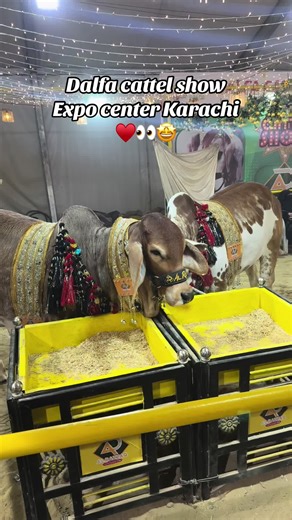 Dalfa Cattle Show 2026 Highlights