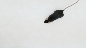 Black Laboratory Mouse On Laboratory Table Stock Footage Video (100% Royalty-free) 1086209468 | Shutterstock