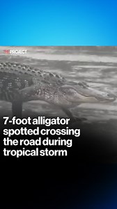 A 7-foot alligator has been spotted crossing the road during a tropical storm in the US. | The Project