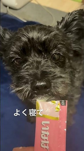 わんチュールのＣＭやんかこれwわんチュール大好きな波平 #愛犬の波平 #波平との暮らし #波平 #ポメプー
