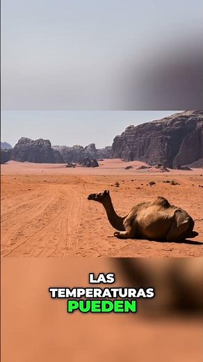 Dromedario: Adaptaciones del Rey del Desierto