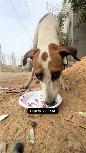 Feeding Homeless dog #foryou #dogsoftiktok