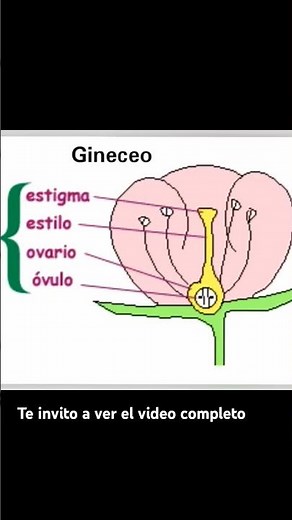 The parts of a flower #plants #flowers #science #naturalsciences #learn