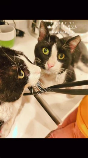 AMIGO Gato de colonia de 5-6 años problema repentino de vejiga NADIE NOS HA AYUDADO A IR A LA CLÍNICA PORQUE NO TENÍAMOS COCHE. Necesita tu ayuda. Síguenos en Instagram