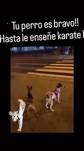 Tu perro es bravo!!! Hasta le enseñe karate! 😬😅😅 | Desmadre Vip
