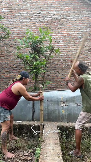 seno_gimbal (@seno_gimbal)’s videos with suara asli - seno_gimbal