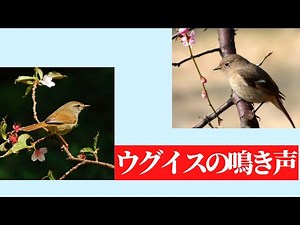 ウグイスの鳴き声