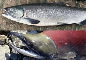 The "Extreme Makeover" of Migrating Sockeye Salmon Is Truly Remarkable