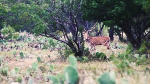 Summer hunting season has arrived in Texas. The Savage Outdoor crew is hunting with SOE Hunts for free-range Axis deer during their rut. Watch Savage Outdoors tonight at 10pm ET on The Sportsman Channel. | Savage Outdoors & The One