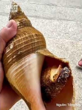 How to Make Charcoal-Grilled Pearl Snail | This Channel is Awesome