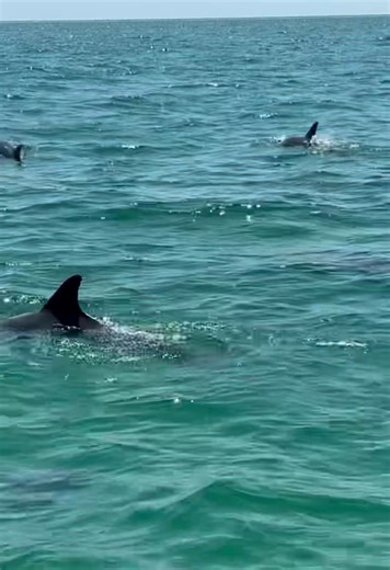 #dolphins #Bottlenose dolphin #superpod!!! Patiently waiting for Spring Break so they can show off for all the tourists again! ✨🥰 #dolphins #dolphintour #vacation #springbreak #summervacation #bucketlist #pensacolabeach #pensacolabeachflorida #friskymermaid | Frisky Mermaid Dolphin Cruises & Pontoon Boat Rentals