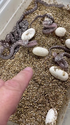 10M views · 29K reactions | Little firecrackers right out of the egg! #animals #reptile #snake #babyanimals #cuteanimals #reels #reptarium | The Reptarium | Facebook