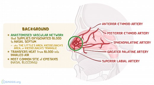 Kiesselbach Plexus: What Is It, Location, Function, and More | Osmosis