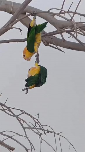 Fischer's Lovebird (Agapornis fischeri) #reelsvideo#reelsviral#birdwatching | Rini Rini