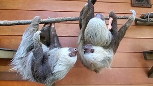 22K views · 836 reactions | Today is International Sloth Day and what better way to celebrate than to spam you with sloths? Follow along as we highlight our amazing Hoffman’s two-toed sloths here at Zoo Atlanta and learn what you can do to help wild sloths. #InternationalSlothDay #OnlyZooATL | Zoo Atlanta | Facebook