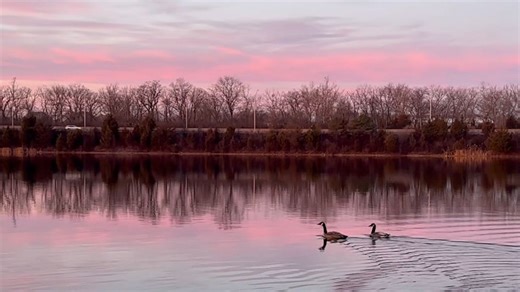 Where are Central Ohio's geese? Experts say they're on the move